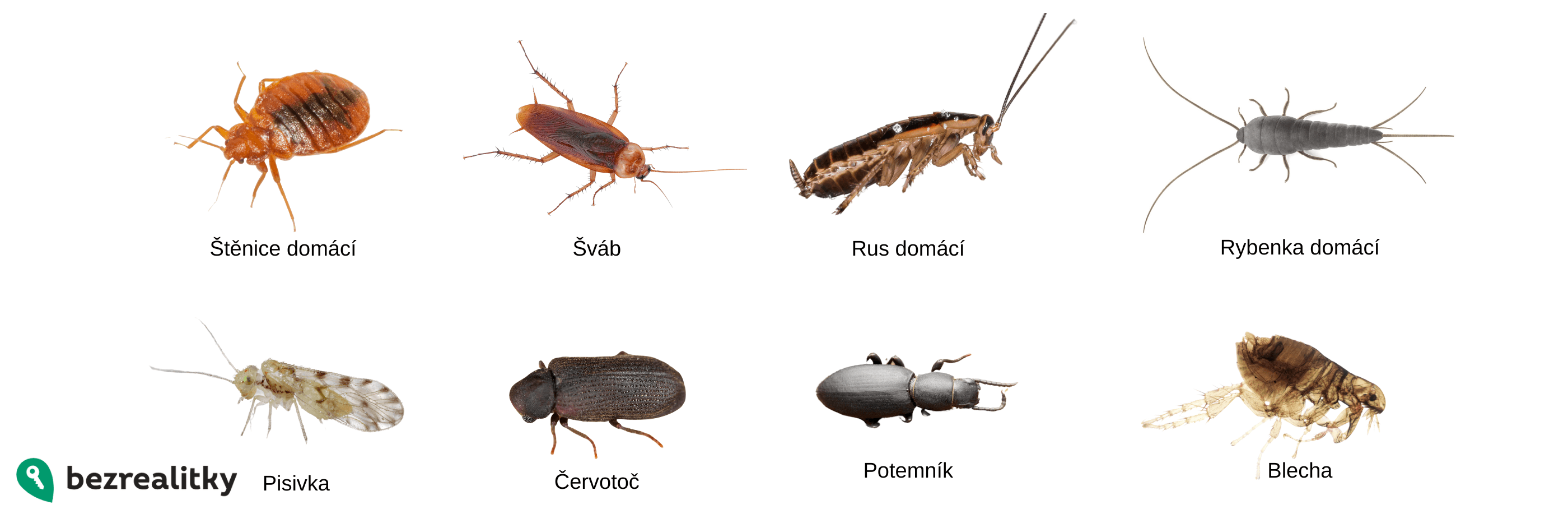 Tohle jsou nejčastější brouci v bytě, kteří umí jeho obyvatele pěkně potrápit.