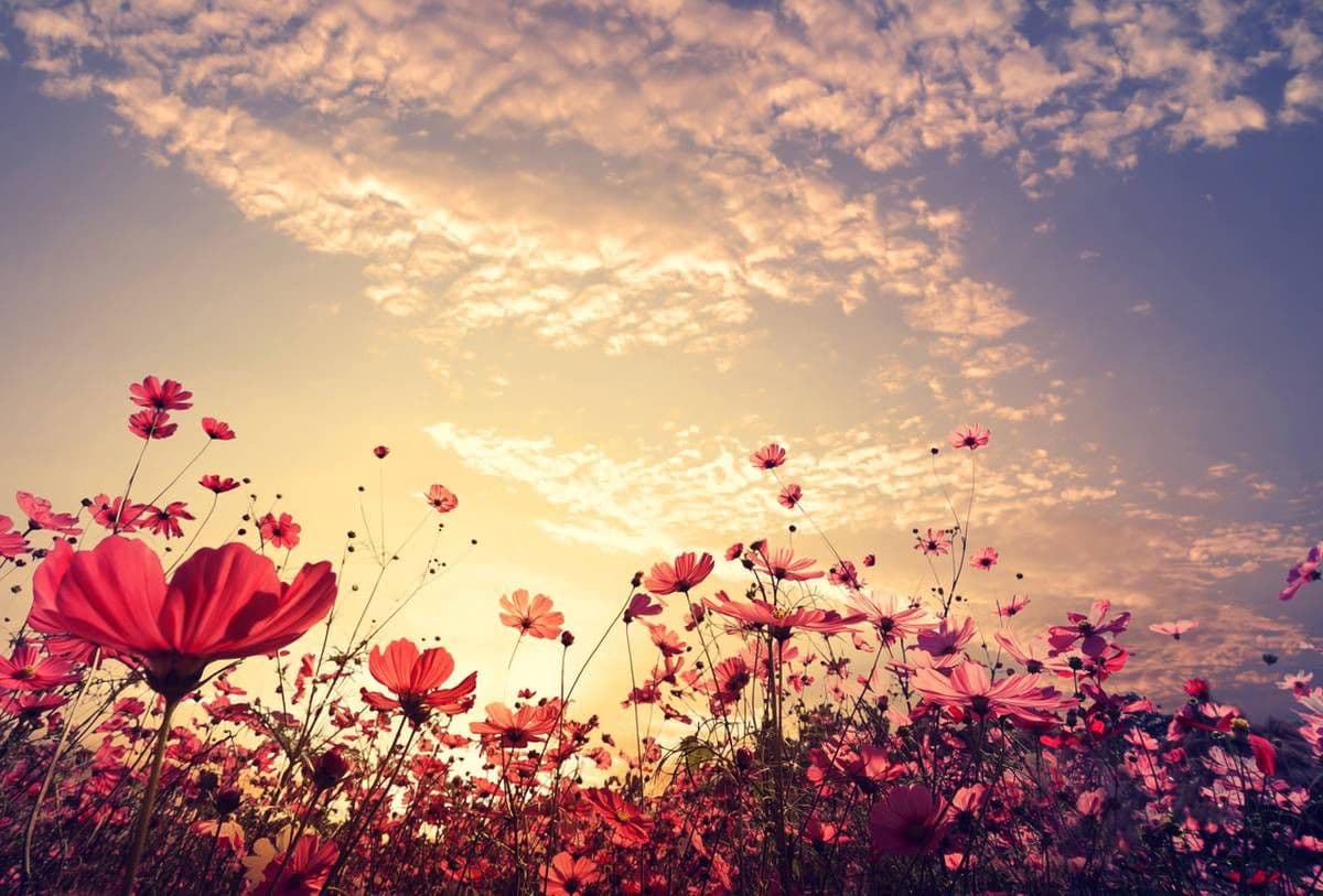 Prodej pozemku 250 m², Fryšava pod Žákovou horou, Kraj Vysočina Prodej pozemku 250 m², Fryšava pod Žákovou horou, Kraj Vysočina