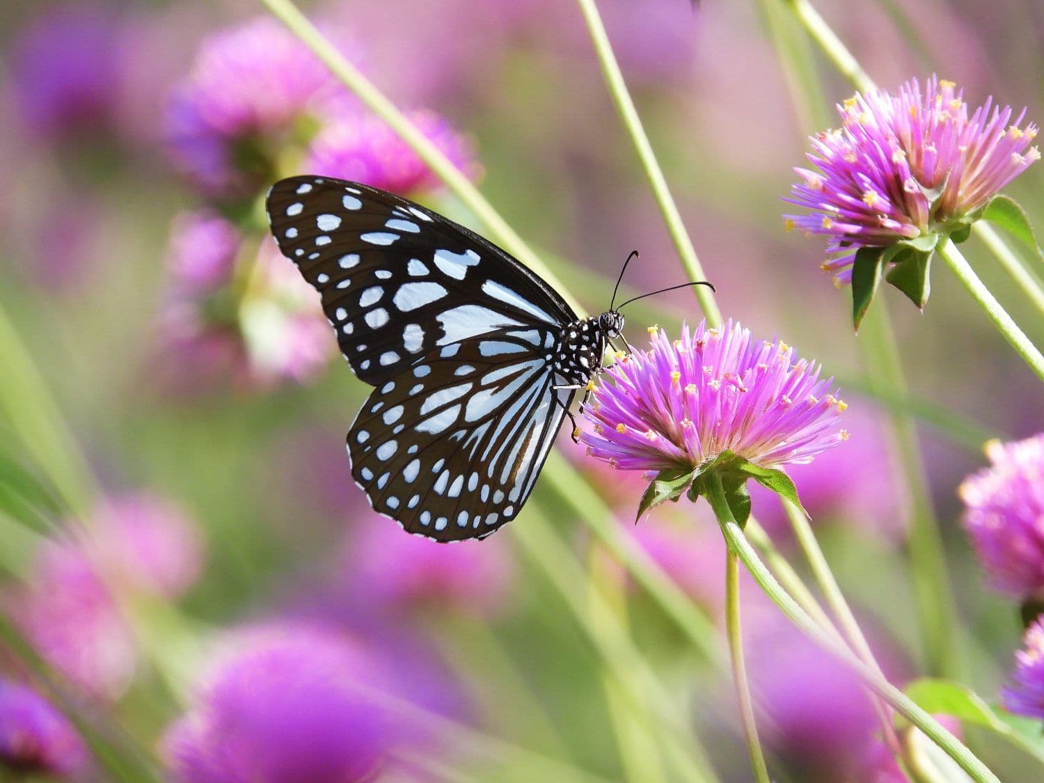 Prodej pozemku 250 m², Fryšava pod Žákovou horou, Kraj Vysočina Prodej pozemku 250 m², Fryšava pod Žákovou horou, Kraj Vysočina
